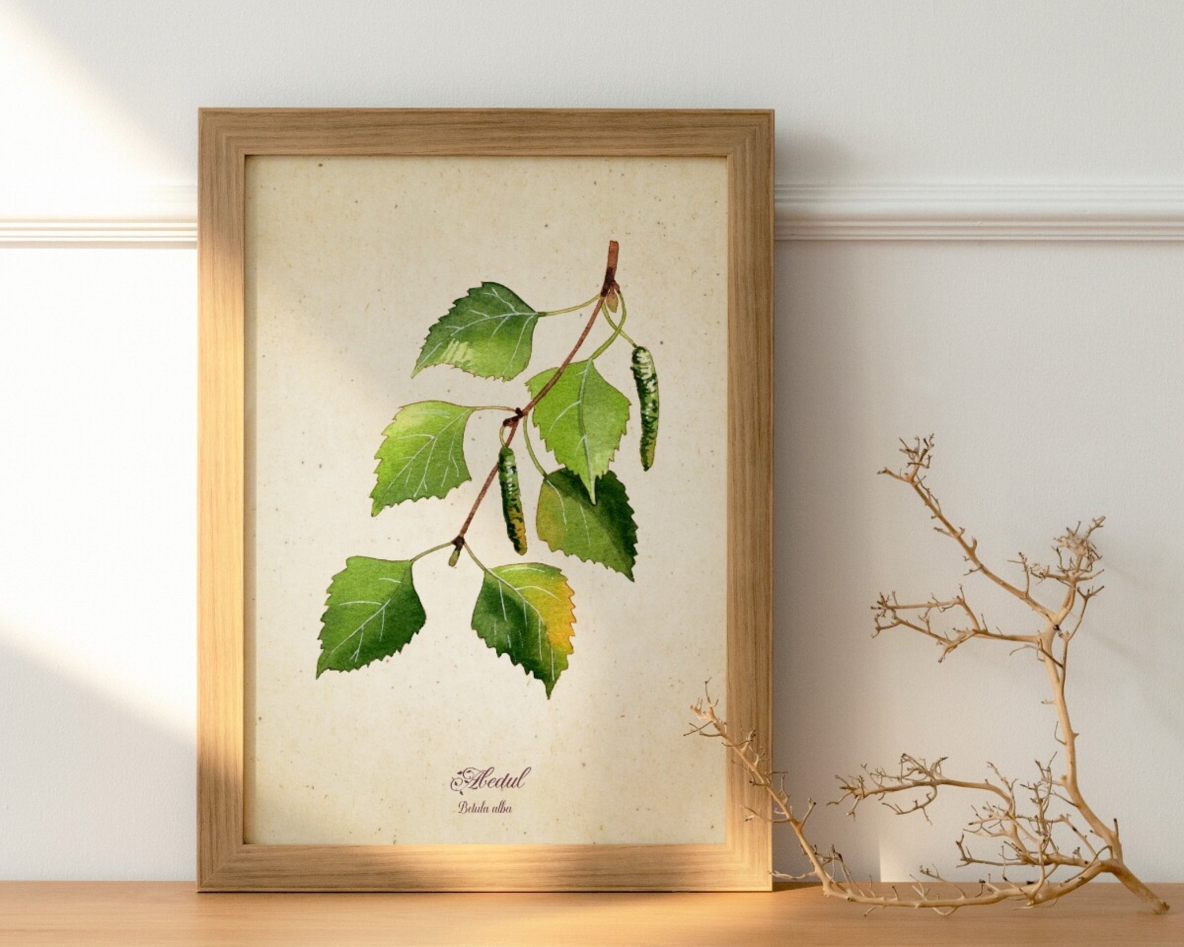 Abedul - Print de acuarela de estilo vintage - 2