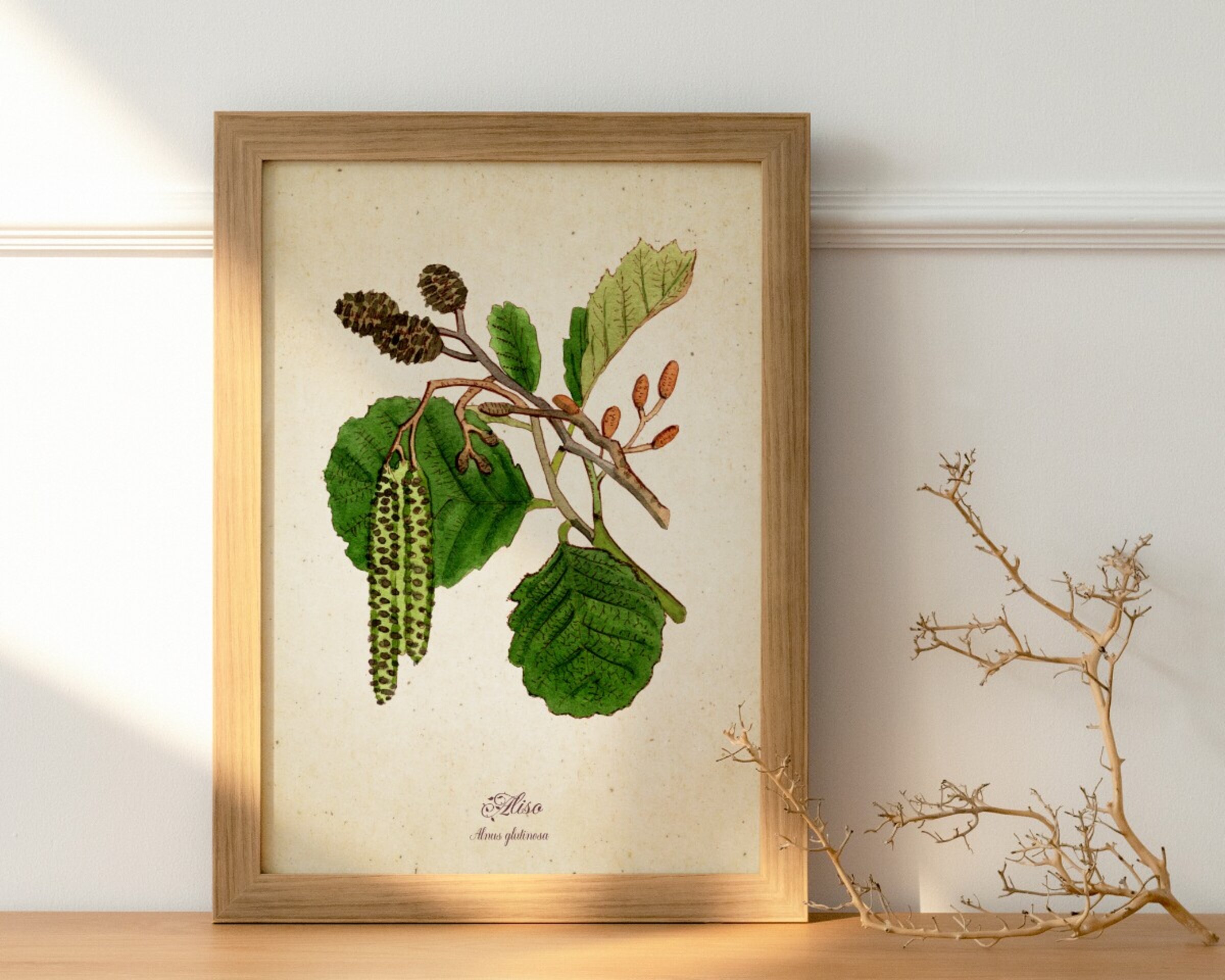 Aliso - Print de acuarela de estilo vintage - 2