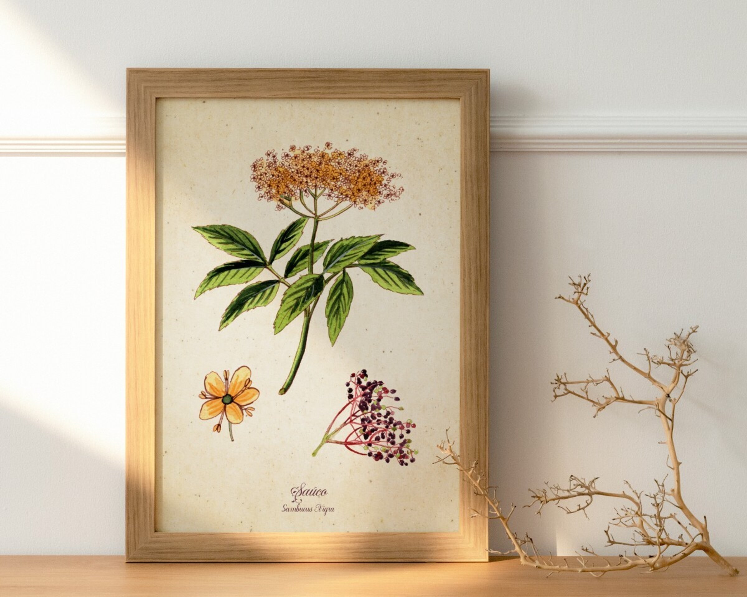 Saúco - Print de acuarela de estilo vintage - 2