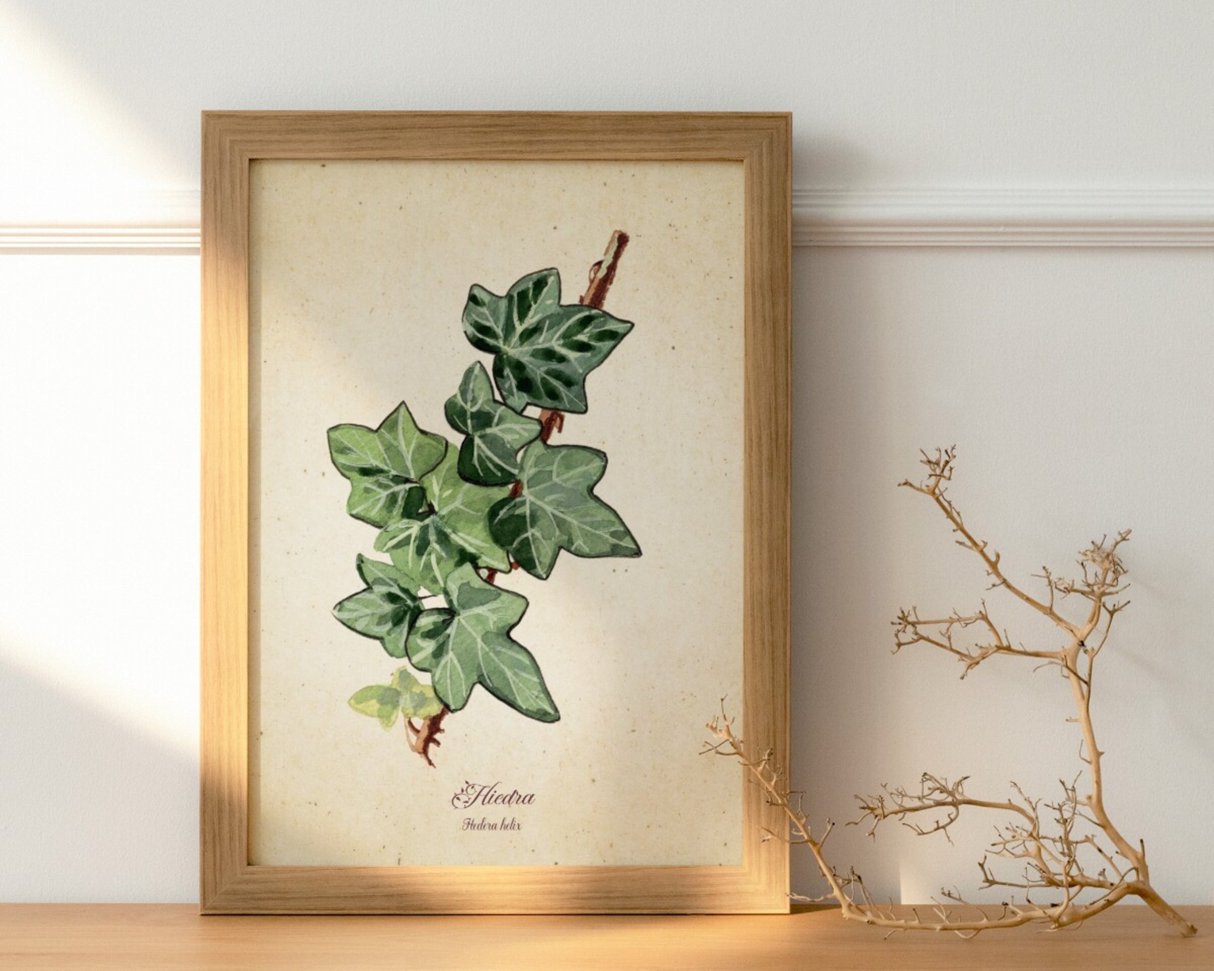 Hiedra - Print de acuarela de estilo vintage - 2