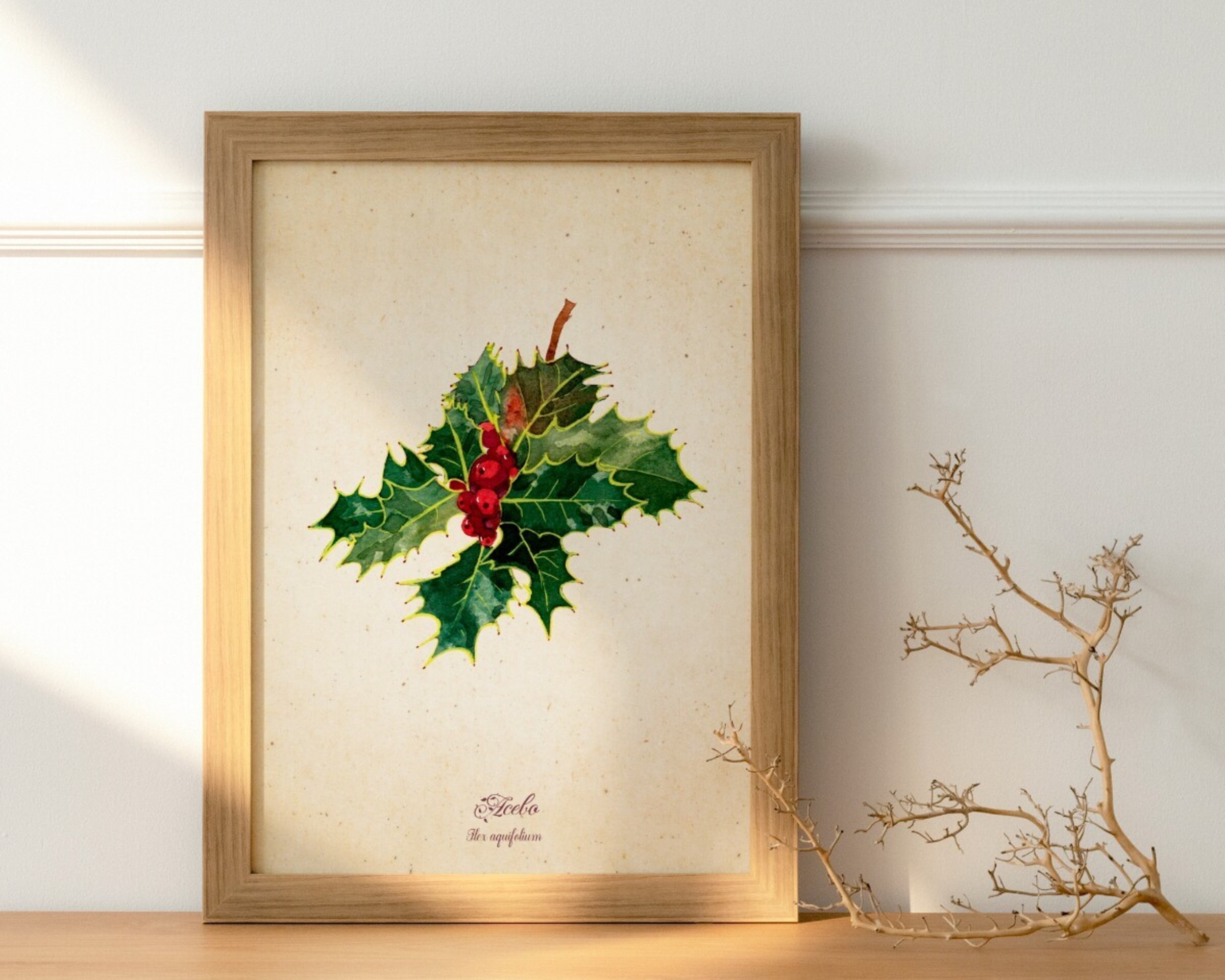 Acebo - Print de acuarela de estilo vintage - 2