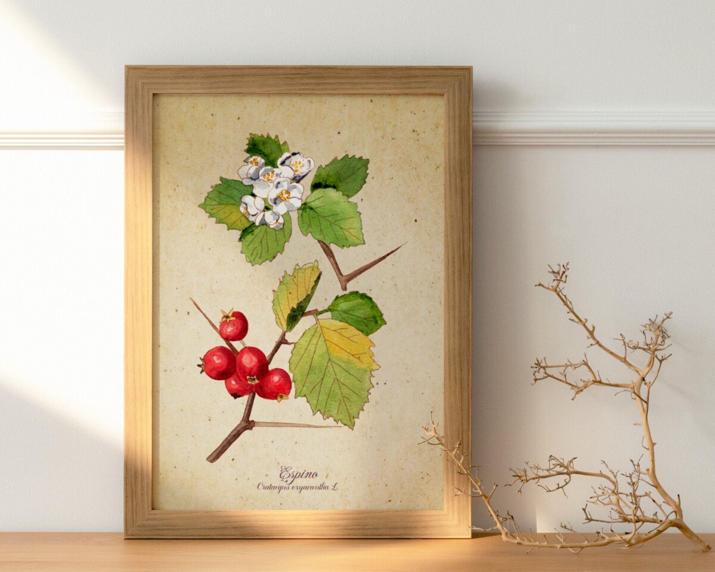 Espino albar - Print de acuarela de estilo vintage - 2