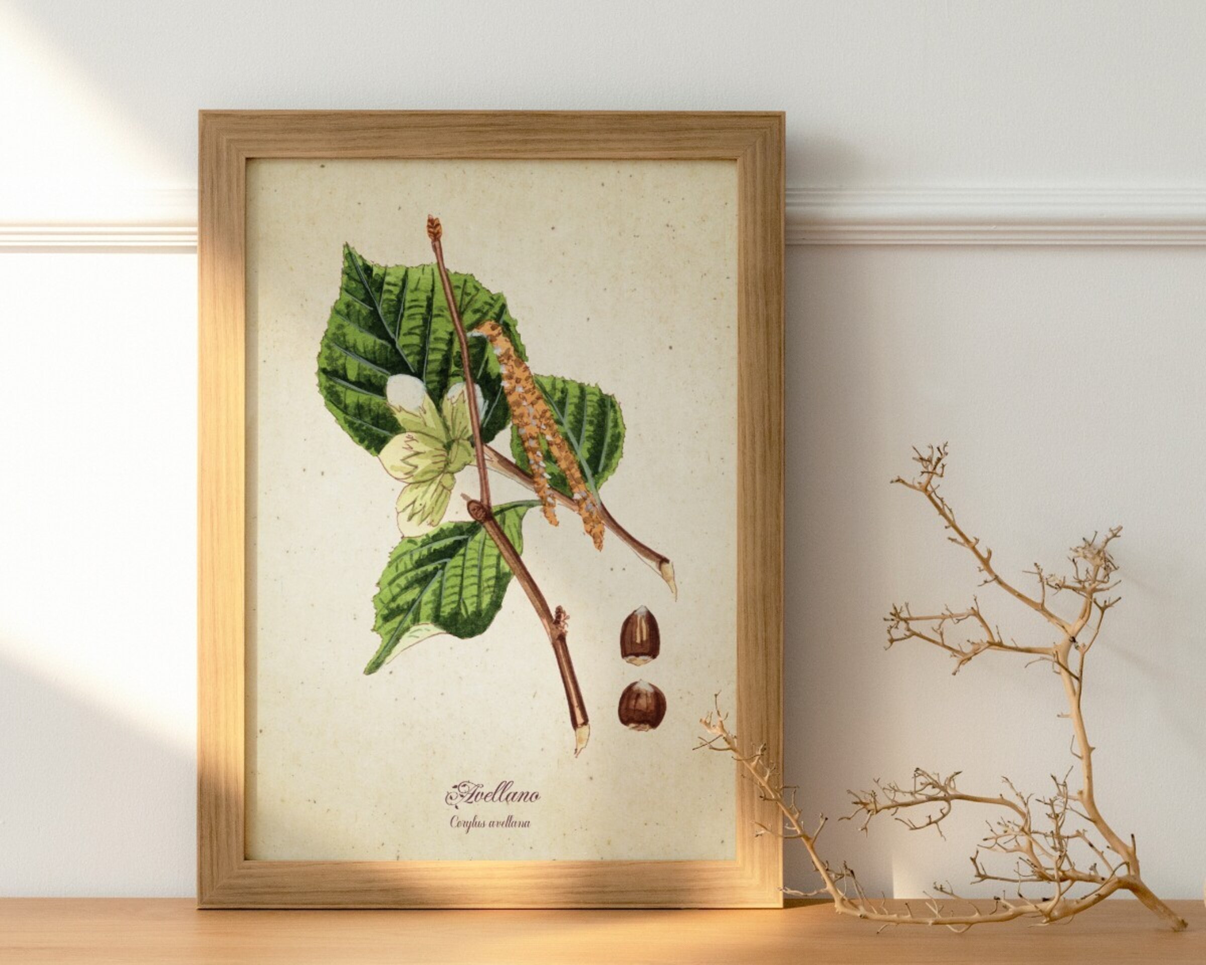 Avellano - Print de acuarela de estilo vintage - 2