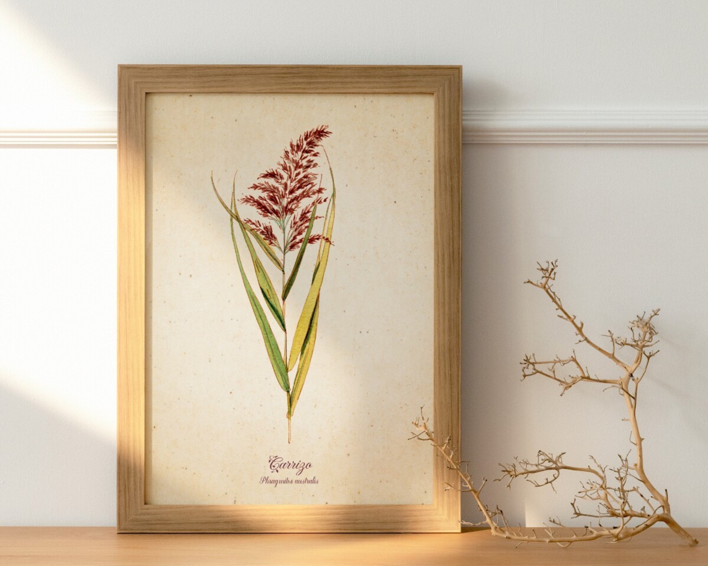 Carrizo- Print de acuarela de estilo vintage - 2