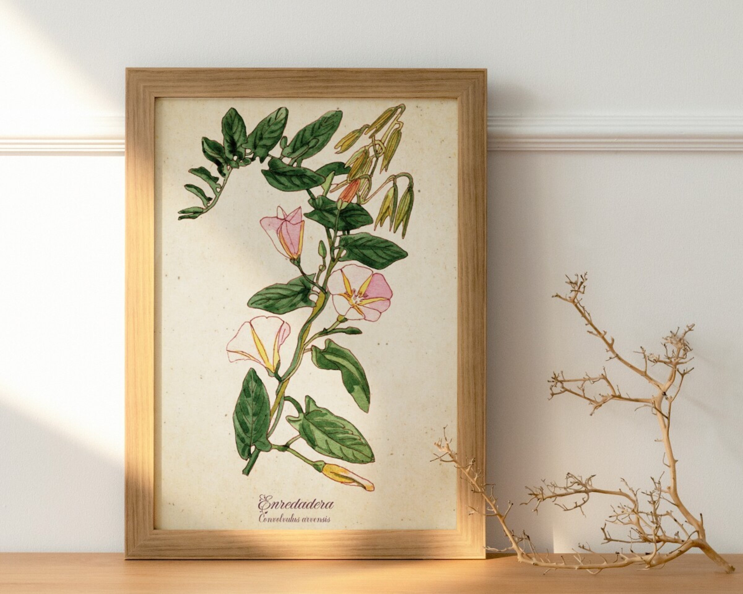 Enredadera - Print de acuarela de estilo vintage - 2