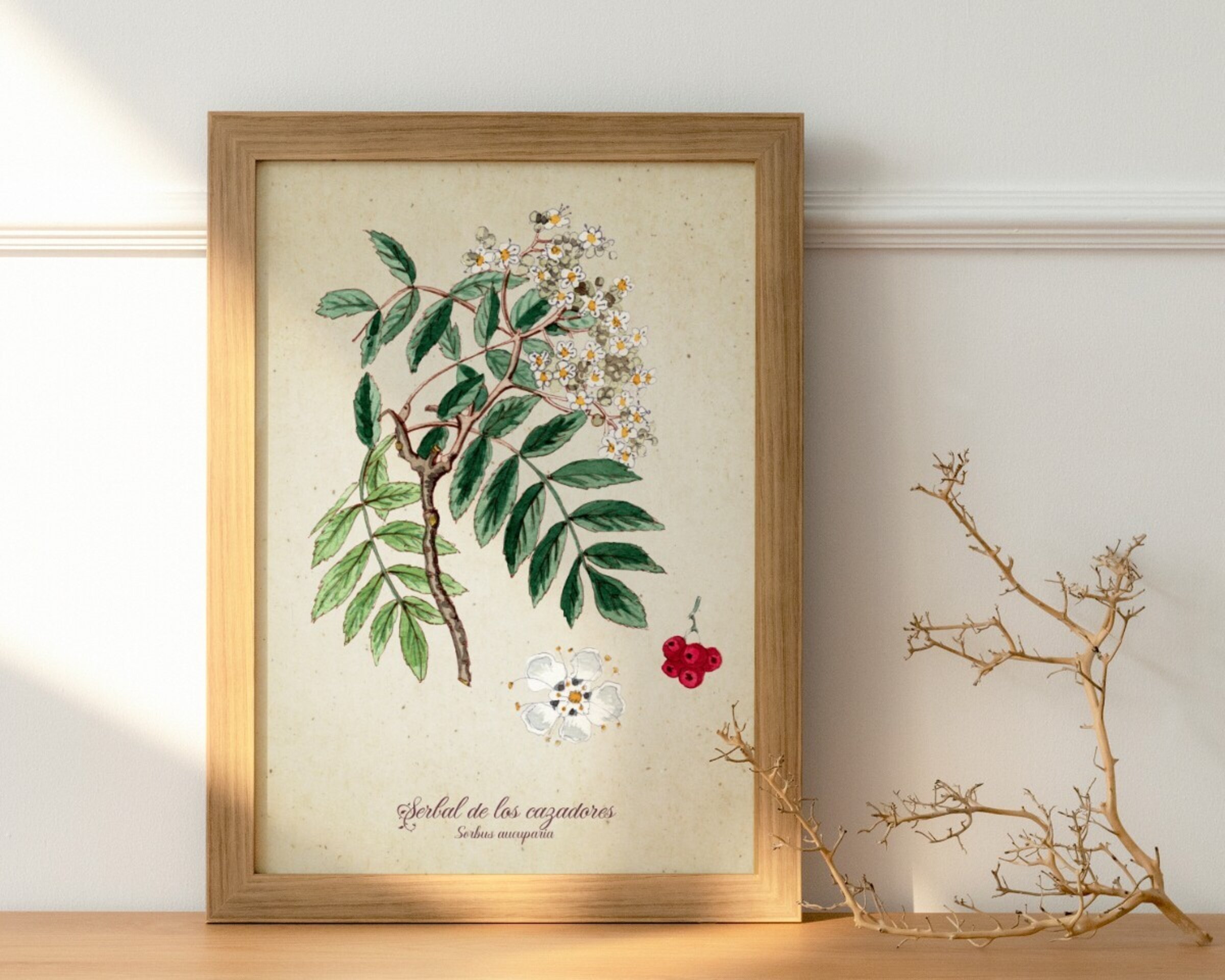 Serbal de los cazadores - Print de acuarela de estilo vintage - 2